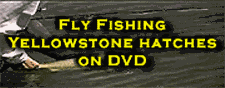 fly fishing dvd