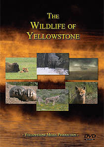 wildife cover